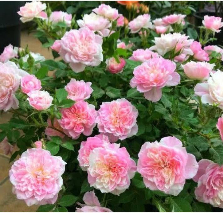 家里要养4种花,开花吉祥又喜庆,花朵漂亮,四季有花赏