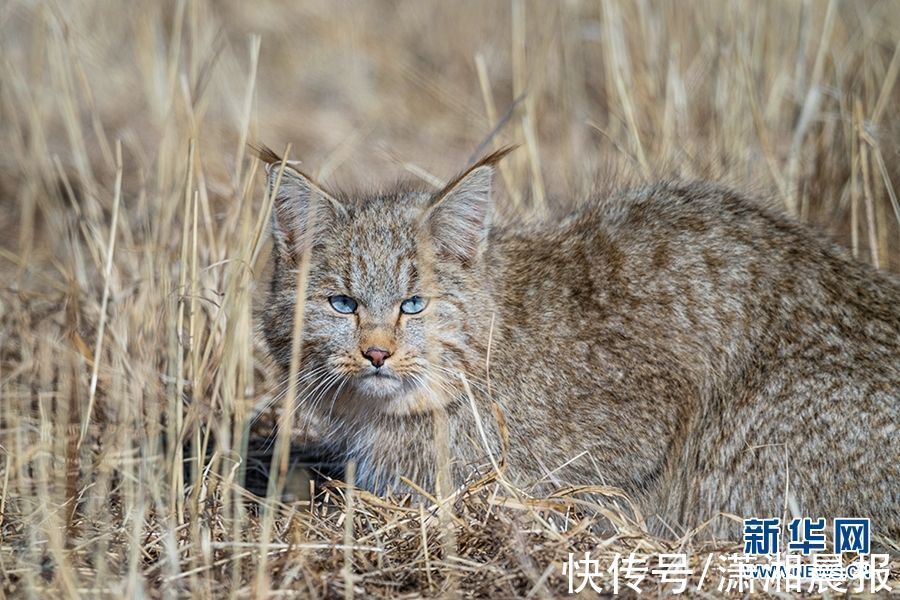 寻猫记|寻猫记：最难发现的荒漠猫现身