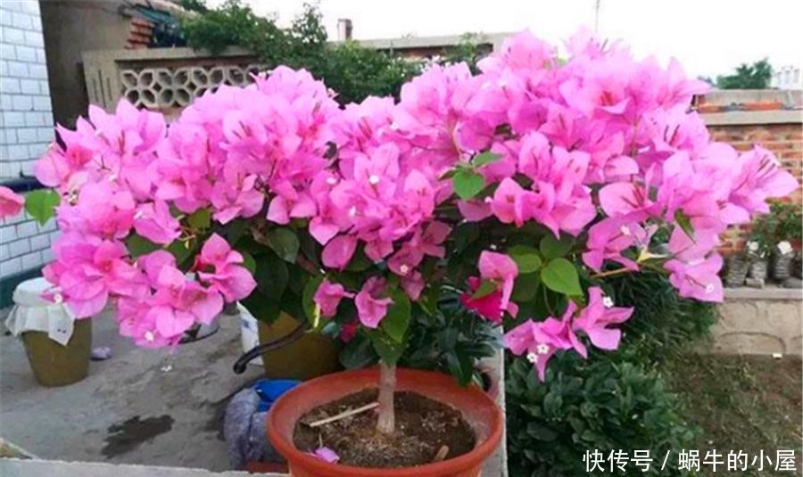 春天三角梅装死怎么办?一搬二剪三加料,新叶蹭蹭长,花苞满枝头