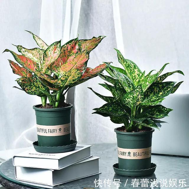 客厅|客厅最旺宅的6种花,一种比一种好养,一棵比一棵好看