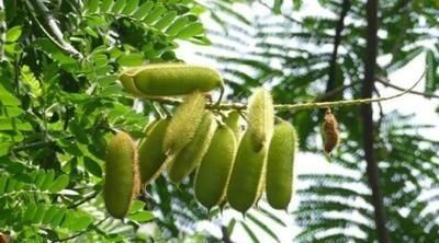 山上一种植物,它全身是宝,一物有三用,用来煲猪脚,祛湿效果好
