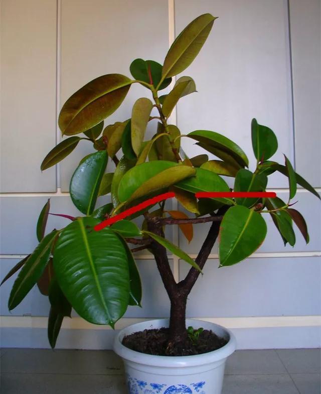 叶子|嫌花长的丑,趁现在砍头,满盆都是新叶子!