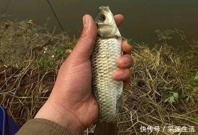 夏季|夏季钓鱼技巧，热天不要筑巢，简单的方法可以让你钓到更多的鱼