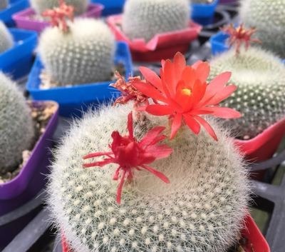 60岁的他,退休只养仙人球,10个品种,开花比月季还漂亮