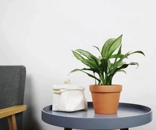 叶绿根|银皇后冬天有“四怕”,避开了才能顺利过冬,叶绿根壮长势旺!