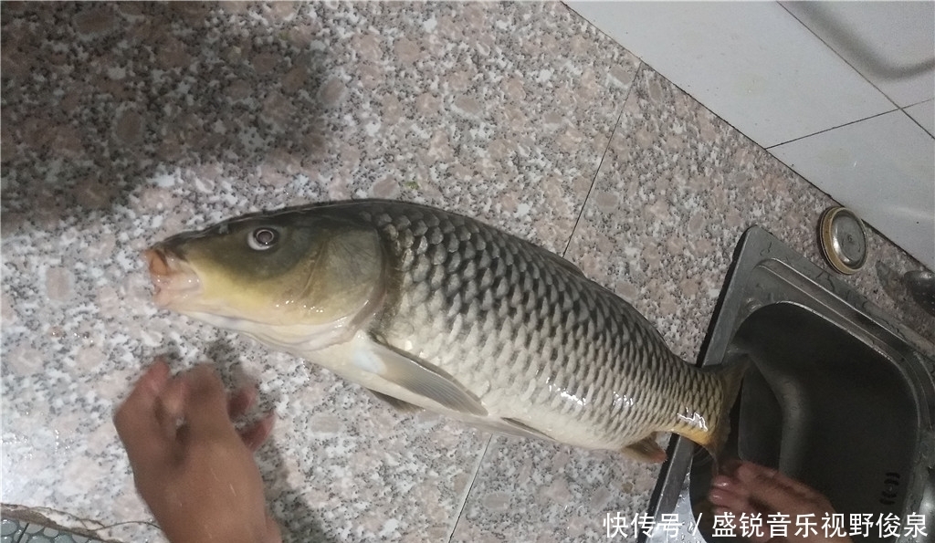 渔获|夏季野钓大鲤鱼,牢记这3个细节点,想没鱼都难