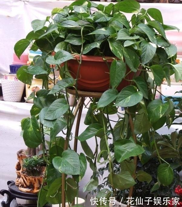 木立芦荟|初次尝试养花,选什么植物好盆栽此4款,搁室内漂亮又好养!