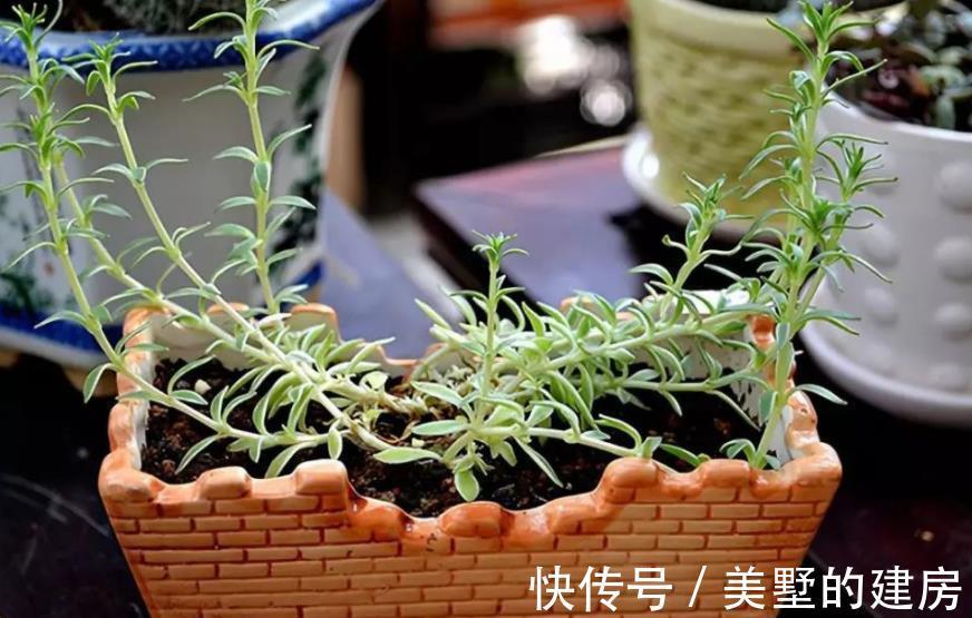 腐殖质|绿化带里的这种土是养花“极品土”，走过路过不能错过！