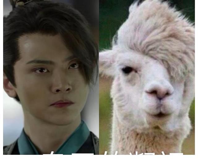 信王|《披哥》劉端端遭淘汰：出道14年，依舊是“不火”的星三代？