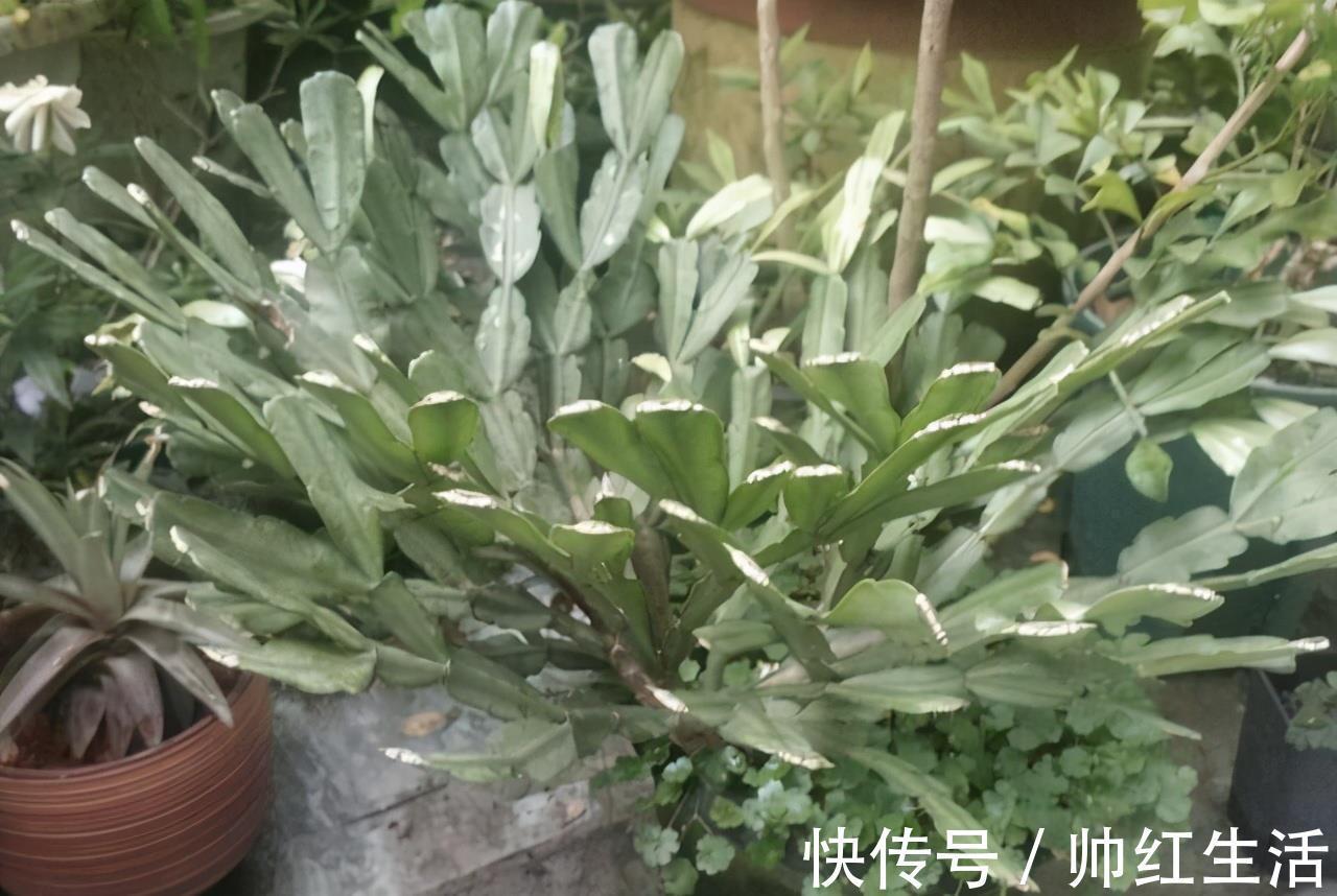 蟹爪兰|蟹爪兰掉叶子？2个“原因”解决好，叶子肥厚，度夏无压力