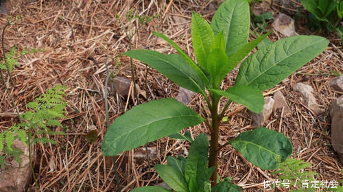 果子|民间称它是“土人参”,嫩叶可当野菜,农村孩子用它果子当胭脂