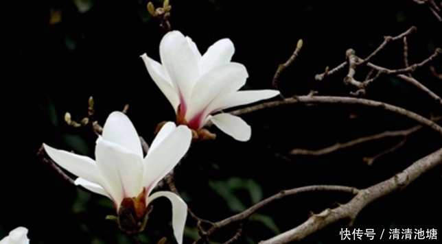 治疗|鼻炎犯了,鼻子堵塞、鼻涕多?用它们能治疗让你备受困扰的鼻炎!