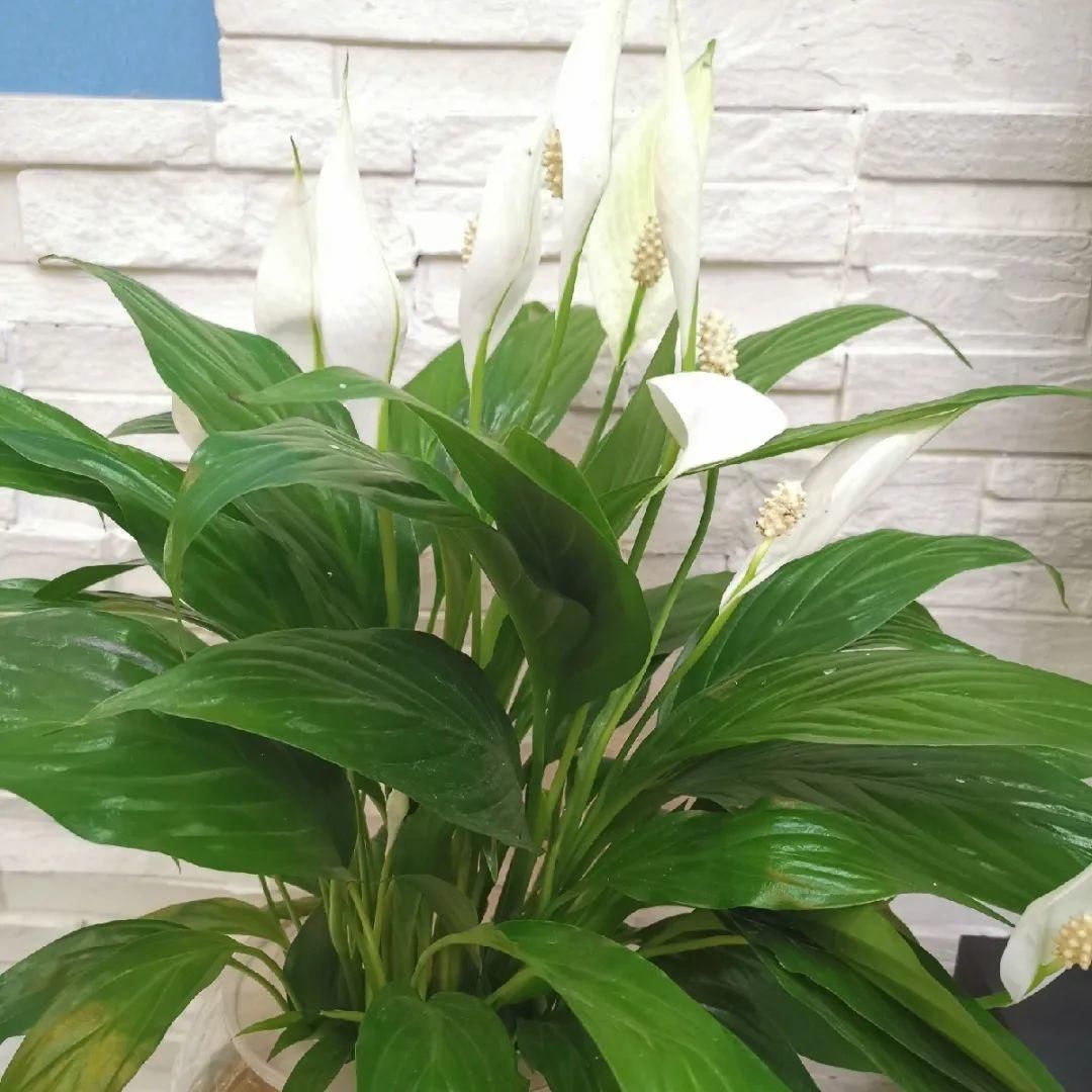 竹芋|11月,千万别买这种花,养不活惹一肚子气