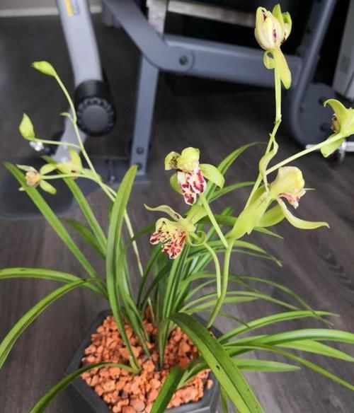 养护|建兰奇花之首“梨山狮王”，多鼻多舌，香味扑鼻，养护简单又难得