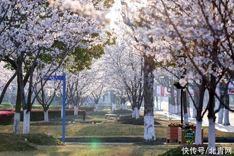 高校“校花”大比拼