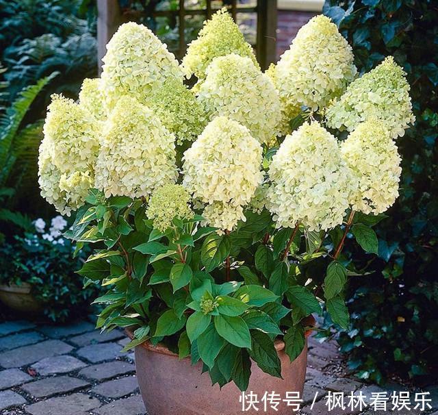 花朵|5种花最怕晒,天天不见光,开花却火爆,一朵一朵炸花球