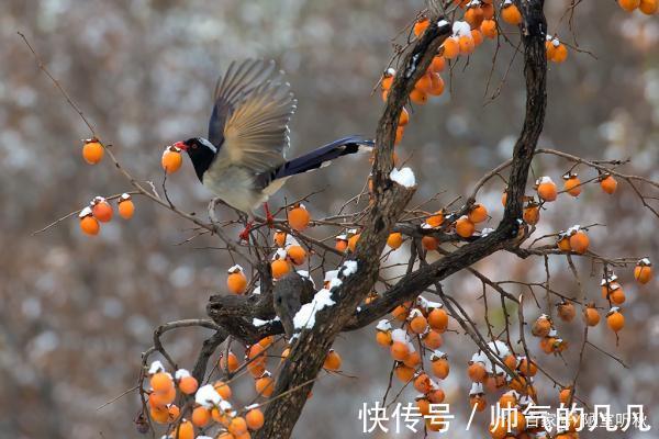 七律@律诗/七律《鸿鹊》