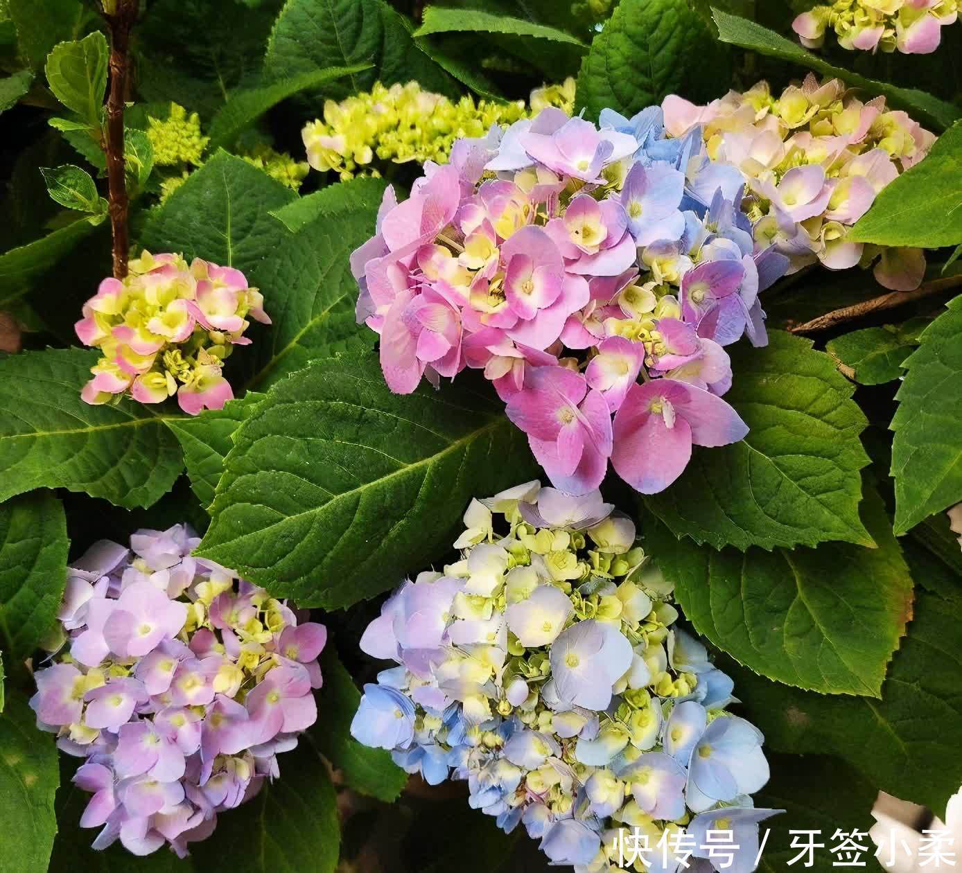 花草|老花匠的3个养花窍门,花草长势更旺,盆土也越来越肥沃了