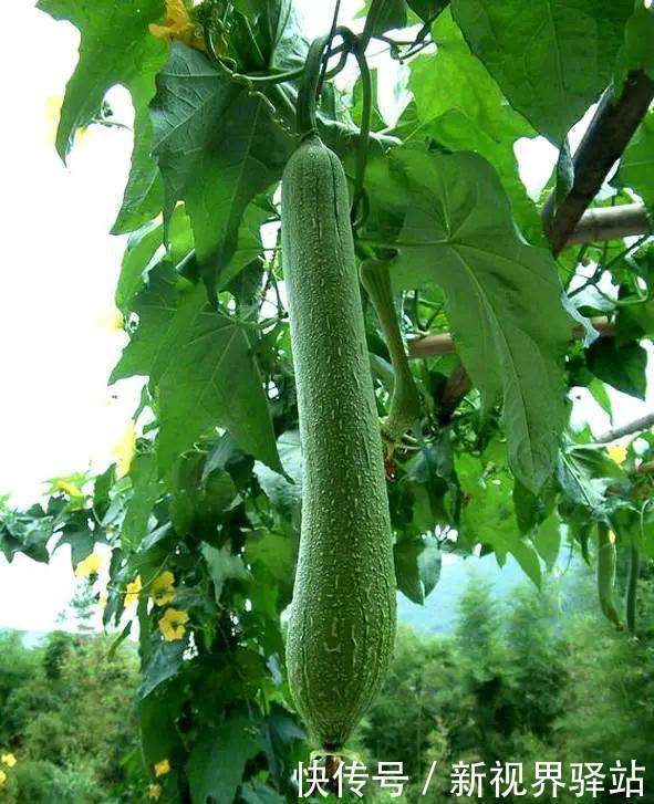 丝瓜|冬日吃三瓜，虫草不如它!