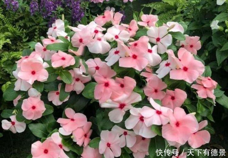 养花就养4种花,一次开放100朵,开花“红又旺”,好运来!