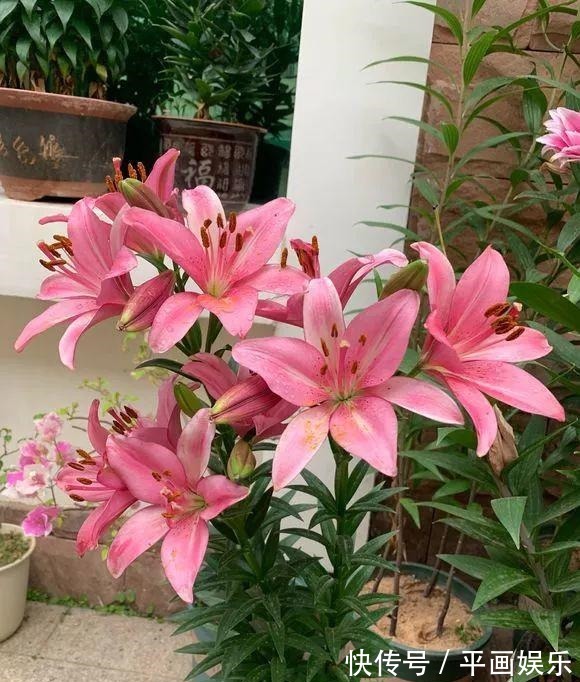 沾土就活,种门口长成一大簇,邻居天天跑来看!