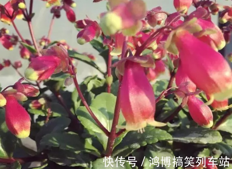 长寿花|秋高气爽,养宫灯长寿花,盆栽牢记4点,冬春花开最盛