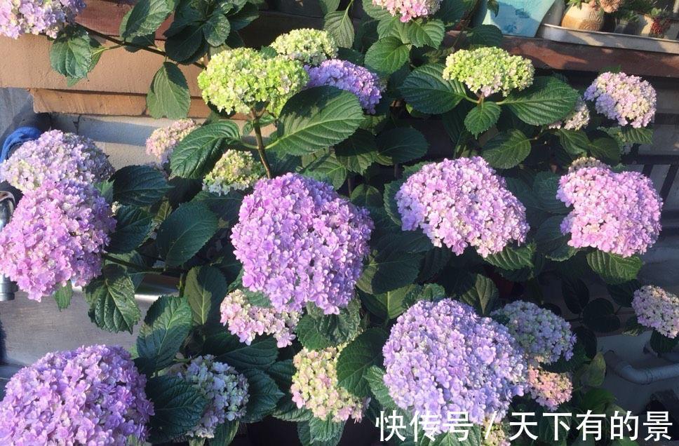 绣球花|秋天刚好可以扦插绣球花，记住两个技巧，存活很多棵，明年就有花