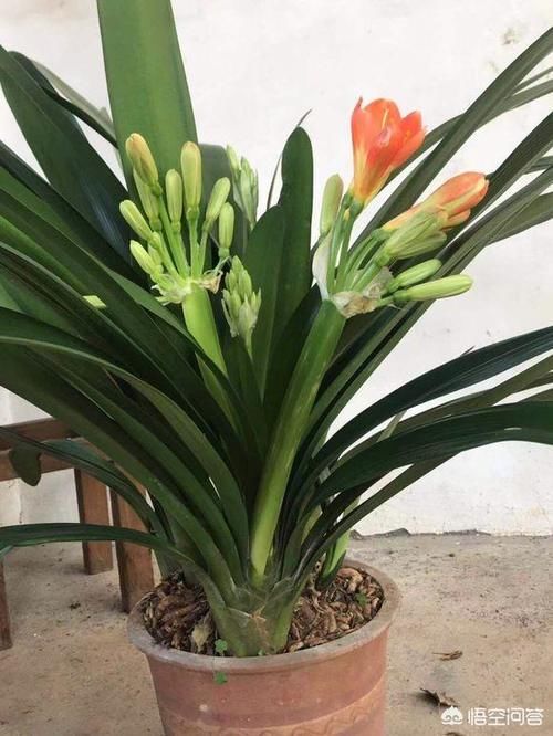 君子兰总是不长，不开花，施什么肥才能生长旺盛并且开花呢？