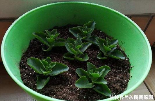 花卉|4类花卉，可以拿叶子繁殖，新手也能扦插养活