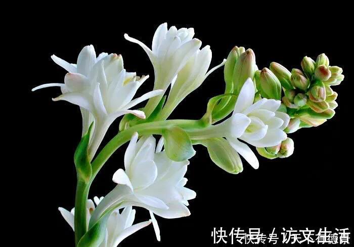 夏天|3种“漂亮花”,香气浓郁,大牌香水的“原料”,又香又美又值钱