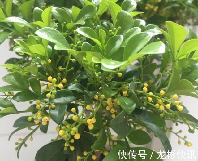 米兰花|新手养米兰,按照养护“步骤”,不断开花不断长,清香飘满屋