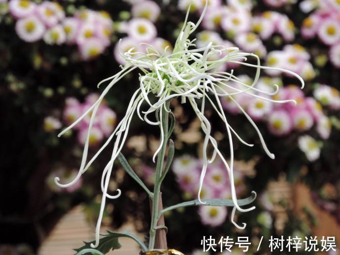 喜欢菊花，就养盆“五大名菊”十丈珠帘，飘垂如丝发，仙女之姿！