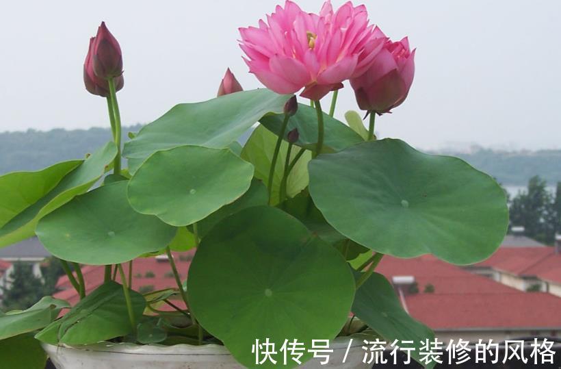 花友们|空间小养荷花就选“初玖”，花型、株型均美，省地方又好打理