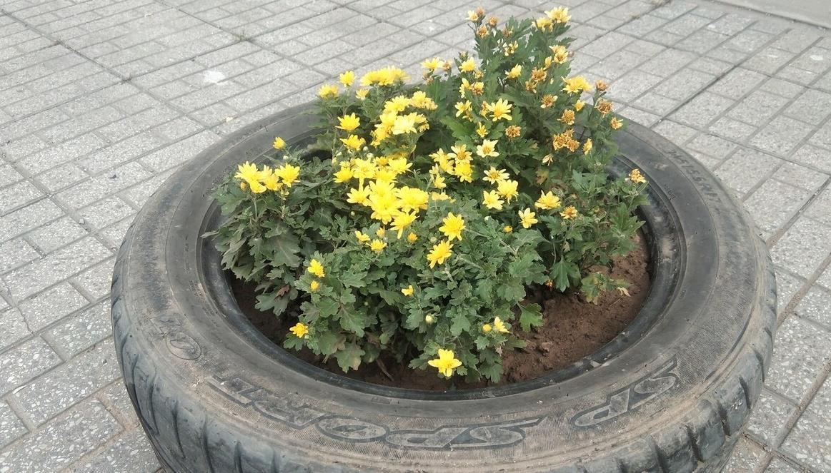 为省钱,用这几种“废品”养花,结果花友跟风效仿,意外啊