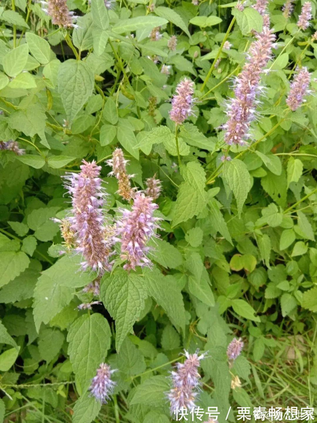 薄荷|7种花插土里，立马长满院子，蚊虫不敢靠近！