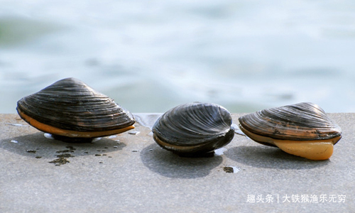 解决小杂鱼“闹钩”的奇葩招数，这招叫以毒攻毒，钓鱼人完胜
