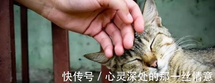 古人!我们为何不敢吃猫肉?古人早已试过,不是不敢而是不能