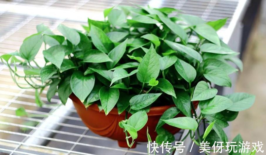 叶片|9种养不死的花,绿萝只能排最后,再养不活就剁手吧
