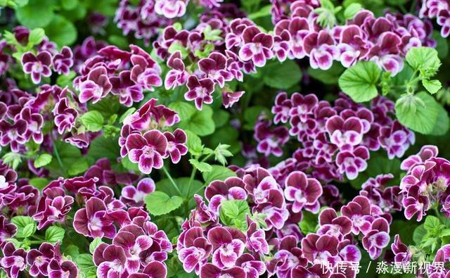 矿泉水瓶|扦插加个小药片,成活率翻番,新手也能做得好!