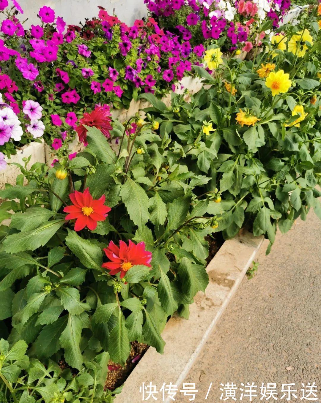 矮牵牛|70岁老妈,一天也闲不住,院子里种满了花!