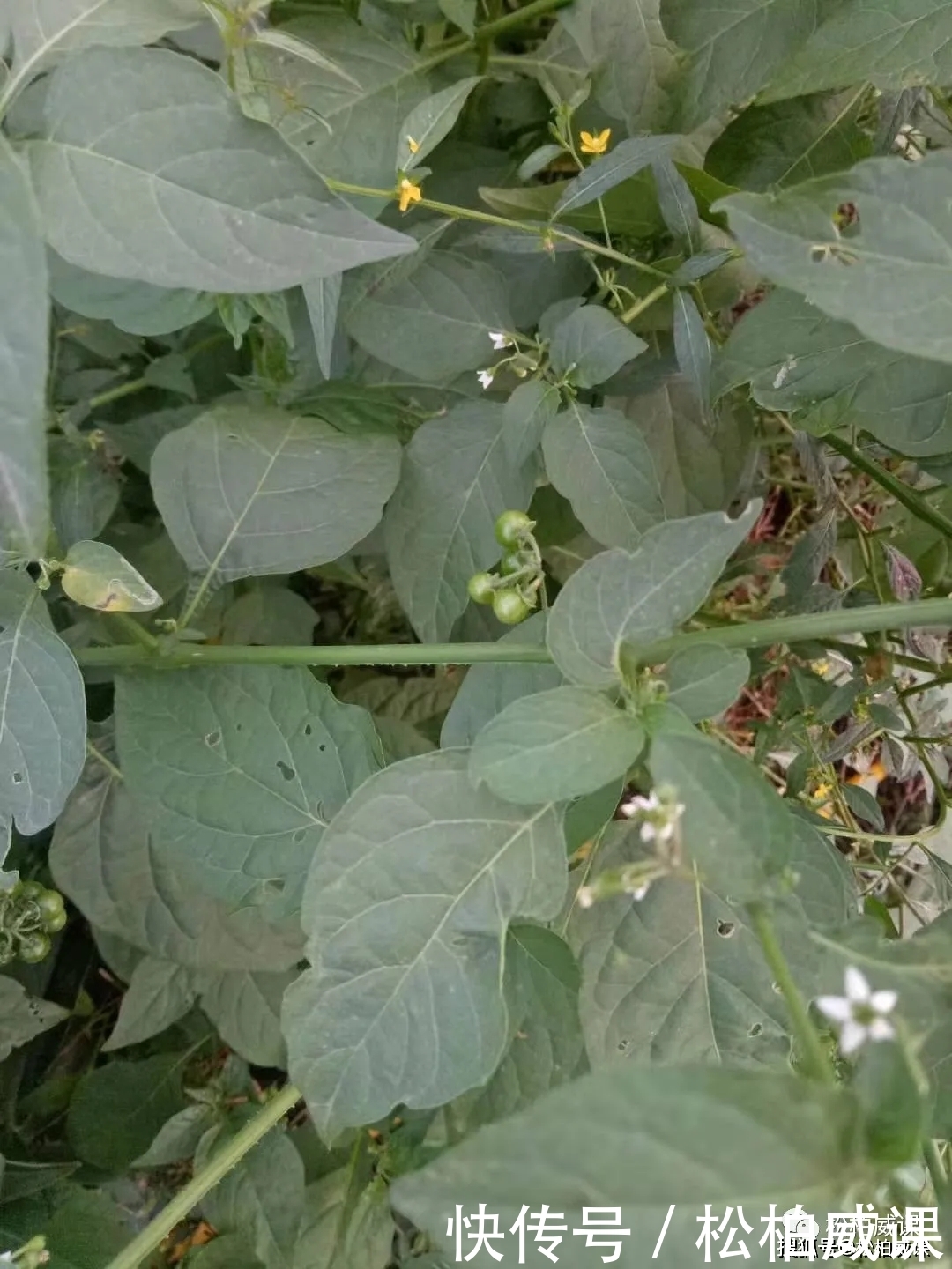 鲜美|认识一下龙葵,不仅味道鲜美而且药用价值非常高的野菜