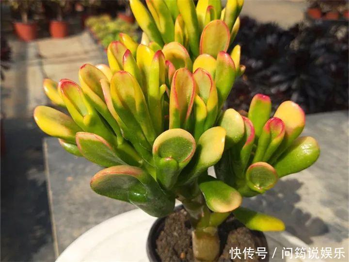 鸾凤玉|今年最火的奇葩多肉,价格这么贵,还有人抢着买!