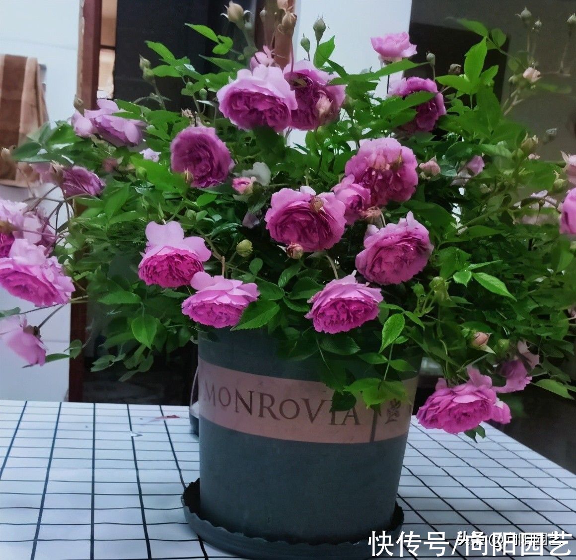 网上买月季，先看是不是嫁接，最好不好买嫁接的，越长越岔劈