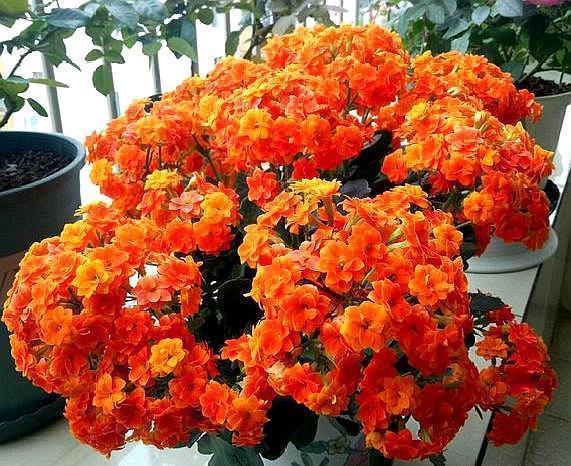 立秋后，3种花要及时“翻盆”，不然影响“生长”和开花