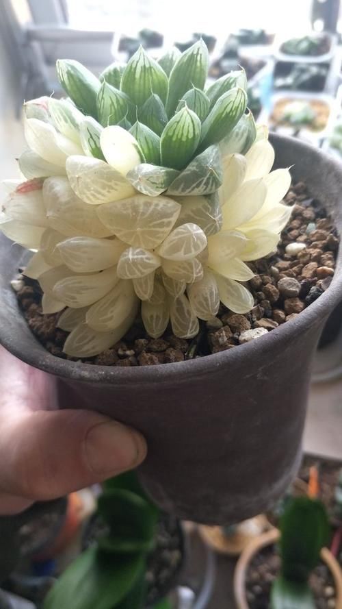 入春想“控养”多肉，满足“三前提”，憋出一圈崽，养成肉墩子