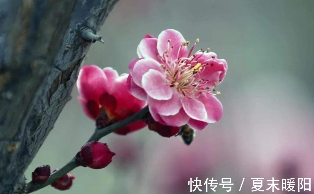 知心#陆游一首七律《梅花》：月色朦胧，花香满身，知心相遇，情思动人