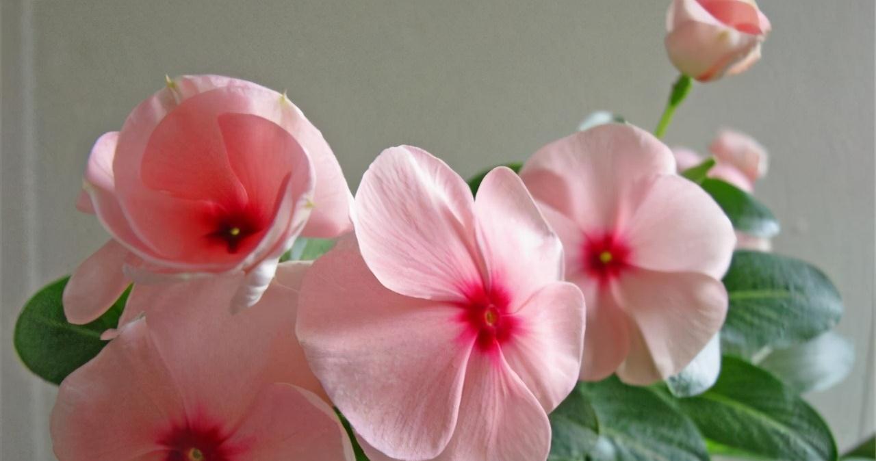 这4种花便宜又好看,放养也能存活好,非常适合新手和忙碌的花友