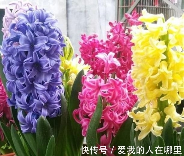 太阳花|4种花是花中劳模,一年四季开花不断,一盆千百朵,枝头花苞满