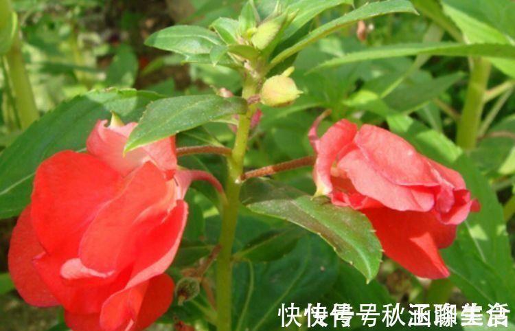 4种花是花中劳模,一年四季开花不断,美的不像话