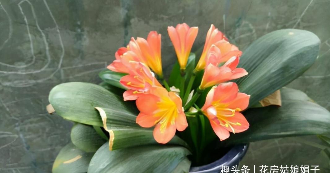 植株|君子兰在花盆里头重脚轻站不稳，别忽视，原因简单危害却很大